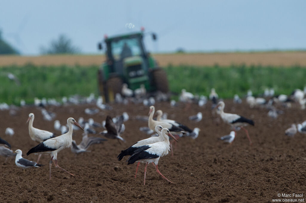 White Stork, eats