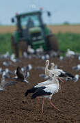 White Stork