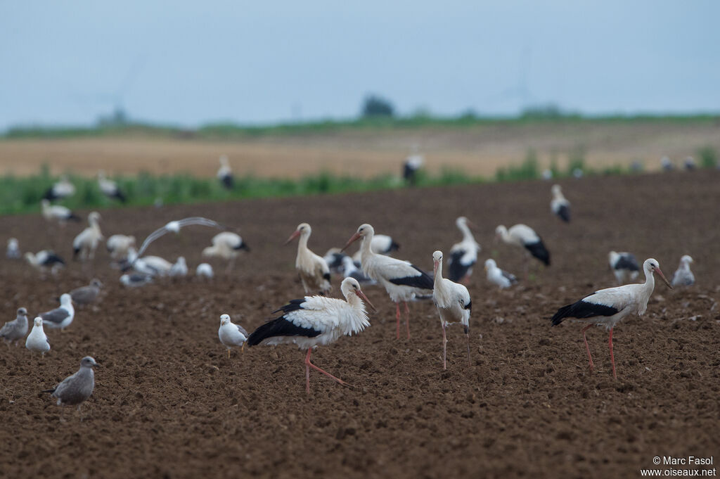 White Stork, eats