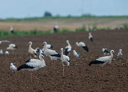 Cigogne blanche