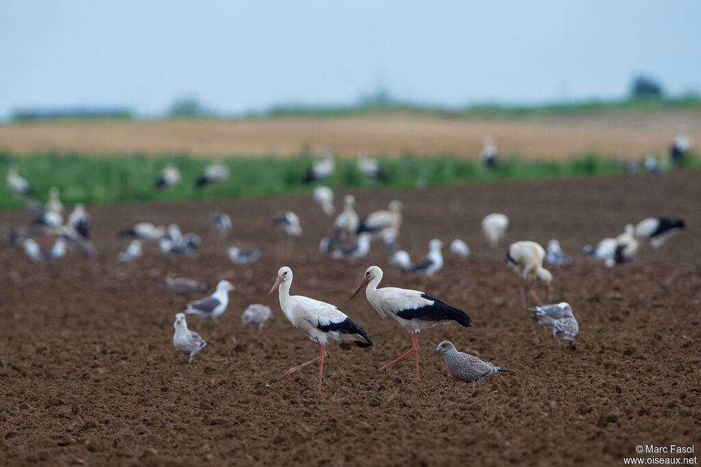 White Stork