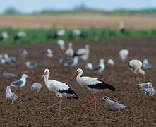 Cigogne blanche