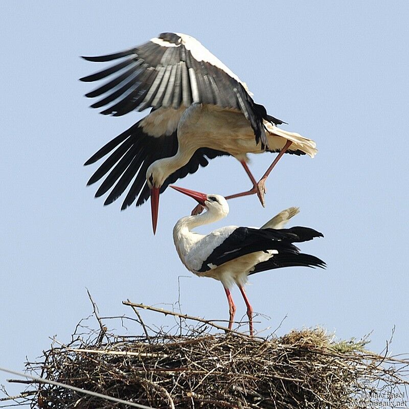 Cigogne blanche adulte nuptial, Nidification, Comportement