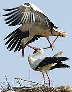 White Stork