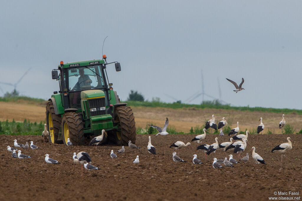 Cigogne blanche, mange