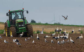 White Stork