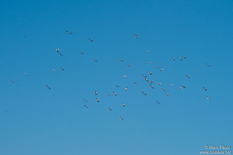 White Stork, Flight