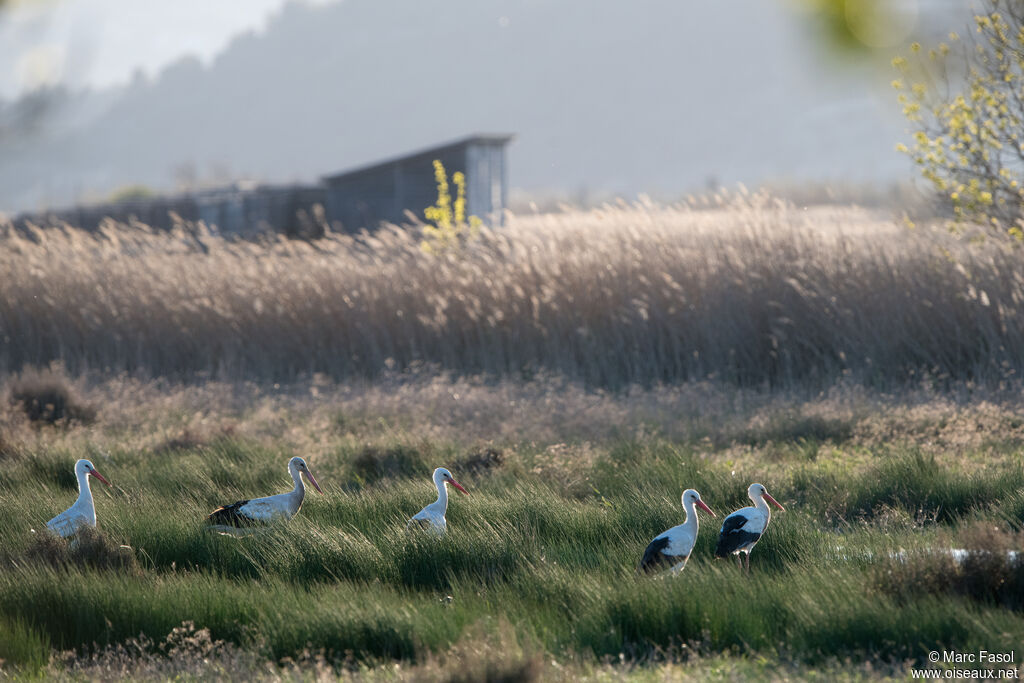 White Stork, fishing/hunting