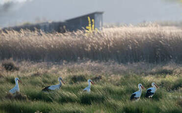 Cigogne blanche