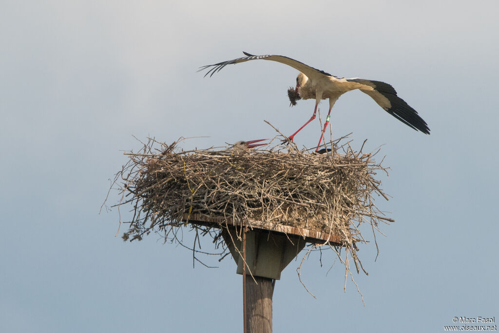 Cigogne blanche adulte, nuptial, nidification