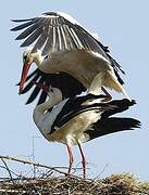 White Stork