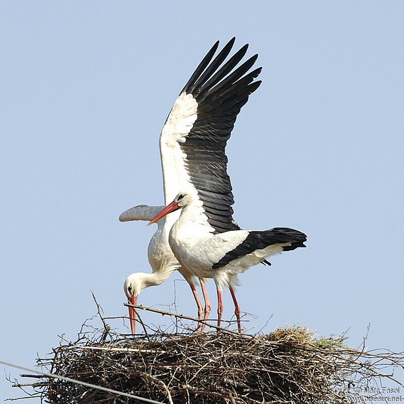 Cigogne blanche adulte nuptial, Nidification, Comportement