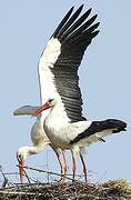 White Stork