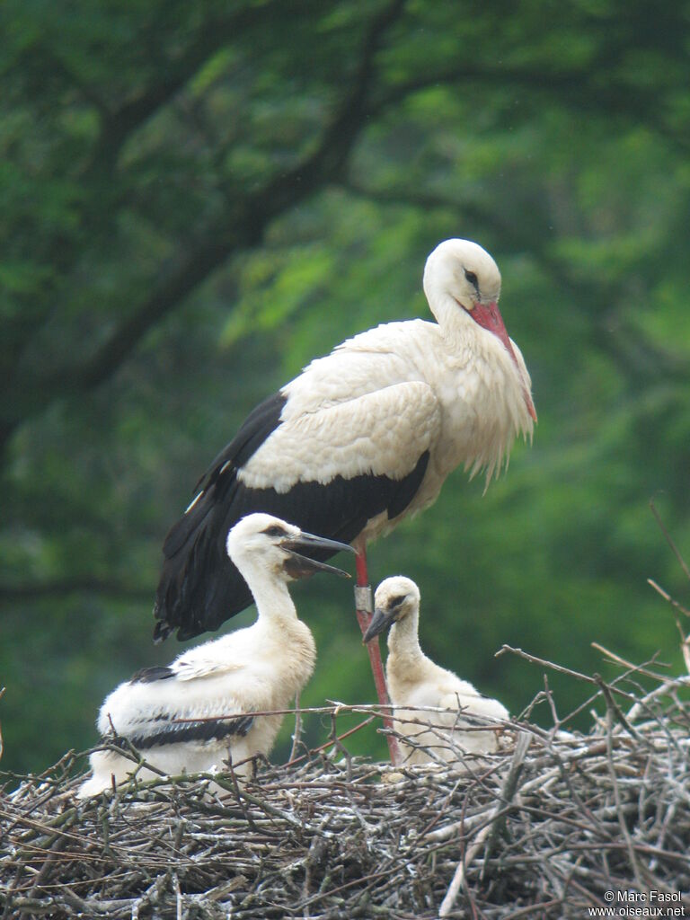 Cigogne blancheadulte nuptial, Nidification