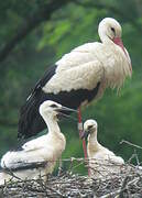 White Stork