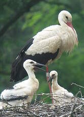 Cigogne blanche