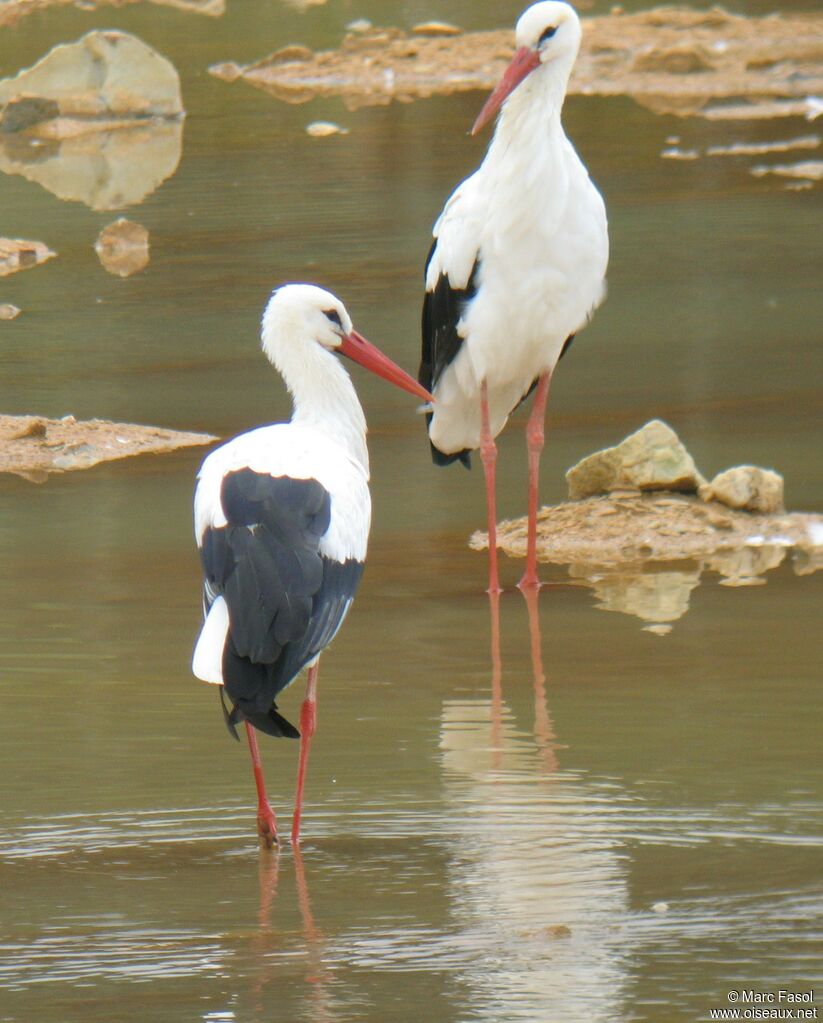 Cigogne blancheadulte nuptial, identification