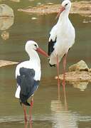 White Stork