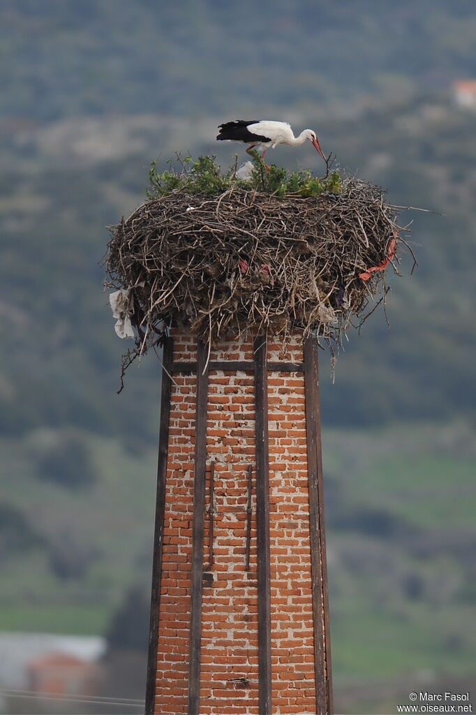 Cigogne blancheadulte nuptial, Nidification