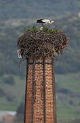 White Stork