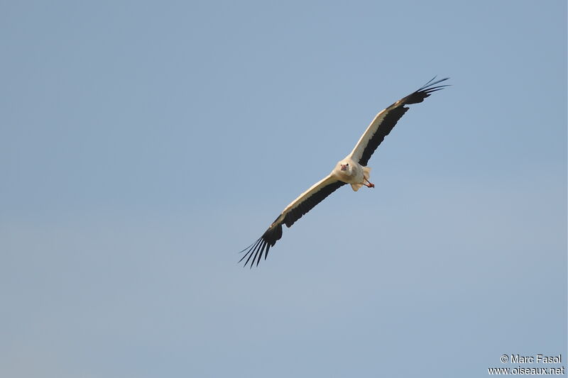 White Storkadult breeding, Flight