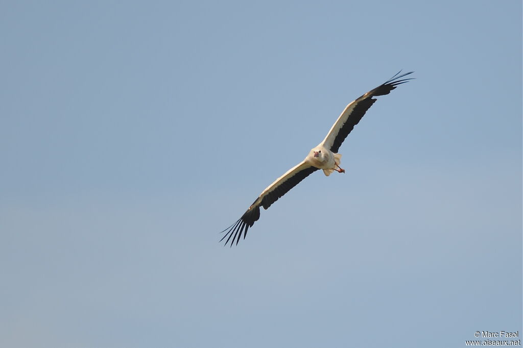 Cigogne blancheadulte nuptial, Vol