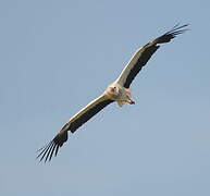 White Stork