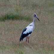 Maguari Stork