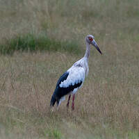 Cigogne maguari