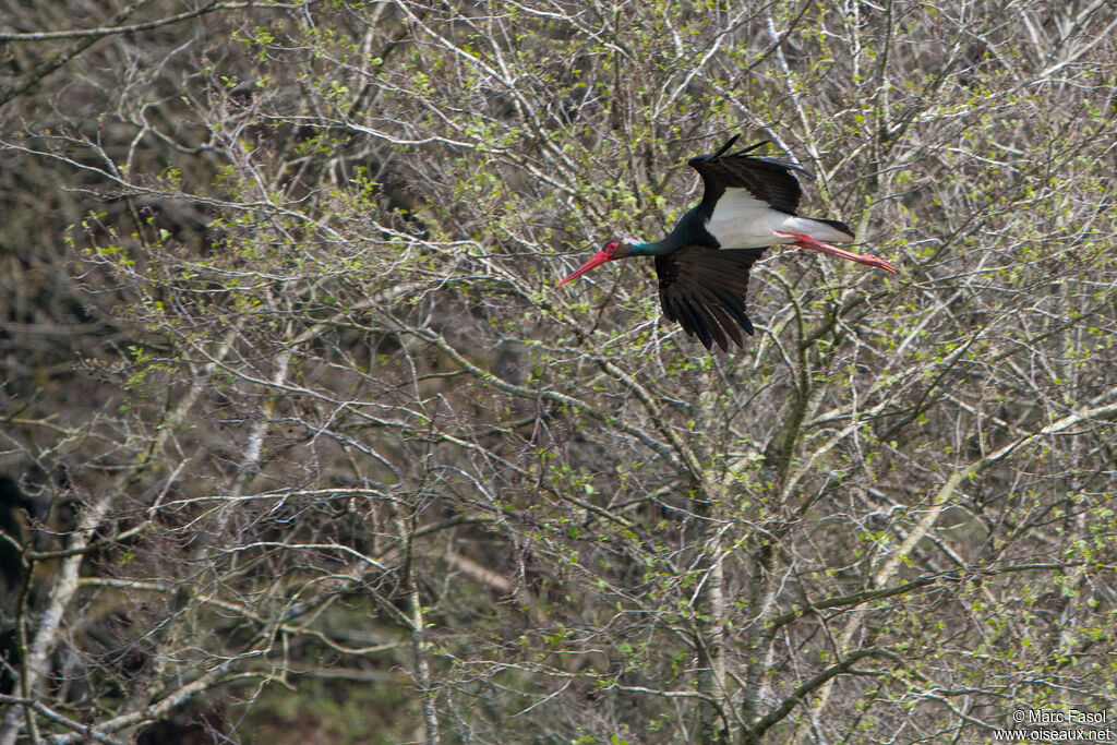 Cigogne noireadulte, Vol