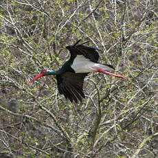 Cigogne noire