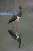 Black Stork