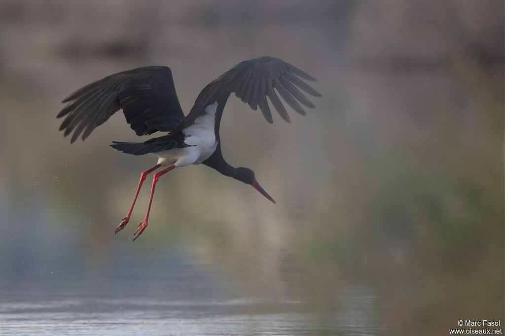 Black Storkadult breeding, Flight