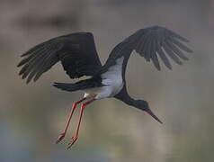 Black Stork