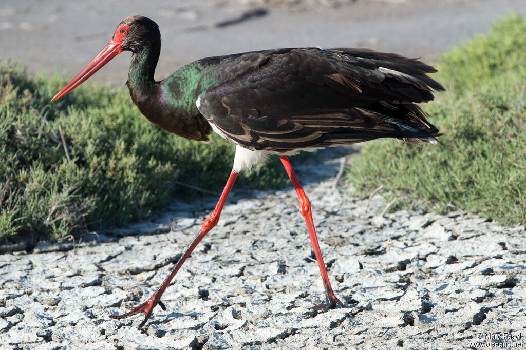 Cigogne noireadulte, identification, marche