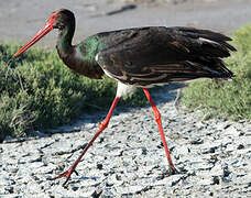 Black Stork