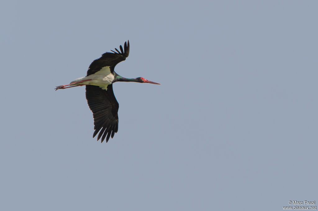 Black Storkadult, Flight