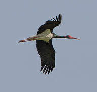 Black Stork