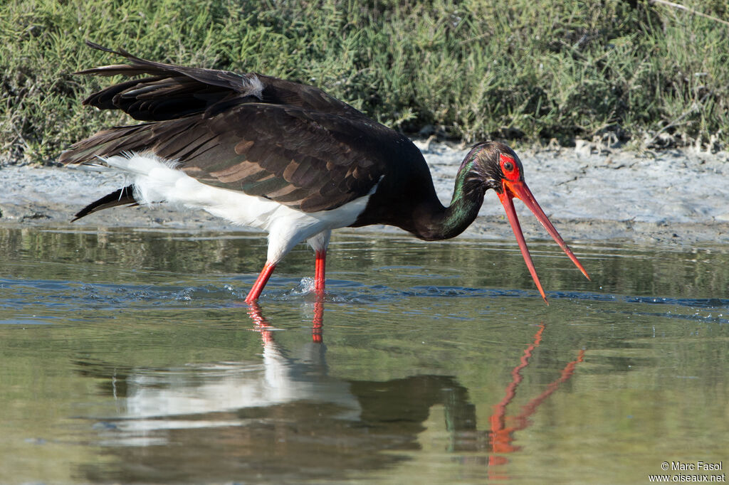 Black Storkadult, identification, fishing/hunting