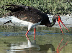 Cigogne noire