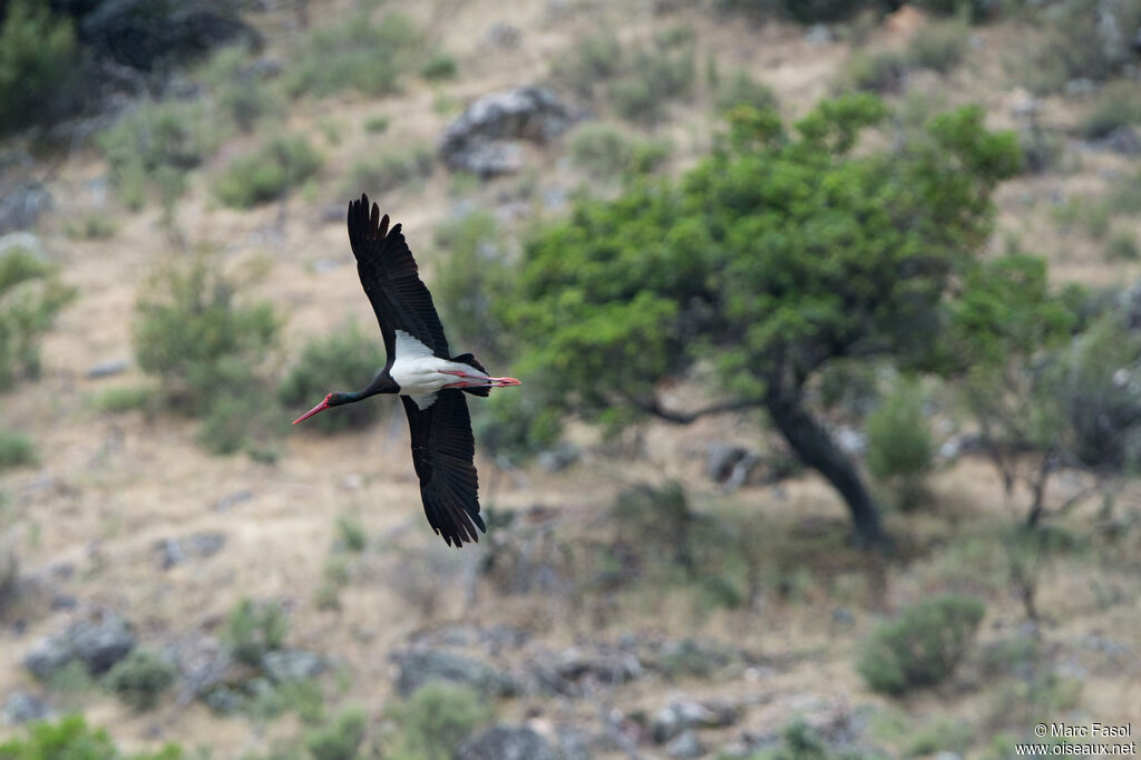 Cigogne noireadulte, Vol