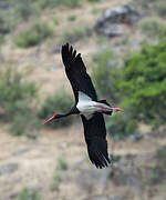 Cigogne noire