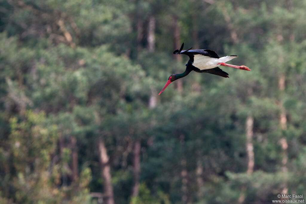 Cigogne noireadulte, Vol