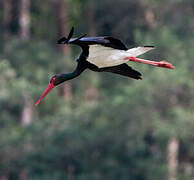 Black Stork