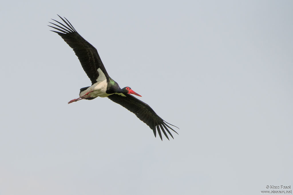 Cigogne noireadulte, Vol