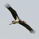 Cigogne noire
