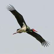 Black Stork