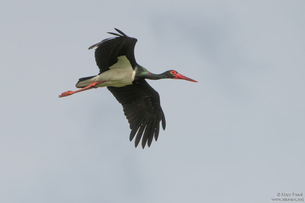 Cigogne noireadulte, Vol