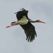 Black Stork