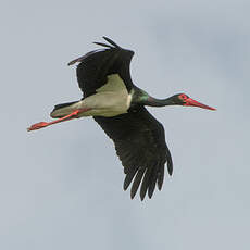 Cigogne noire